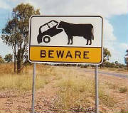 beware-of-the-cow-sign.jpg