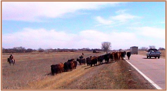 cattle-drive-along-us-136bi.jpg