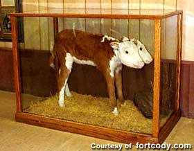 nenorcody_calf.jpg